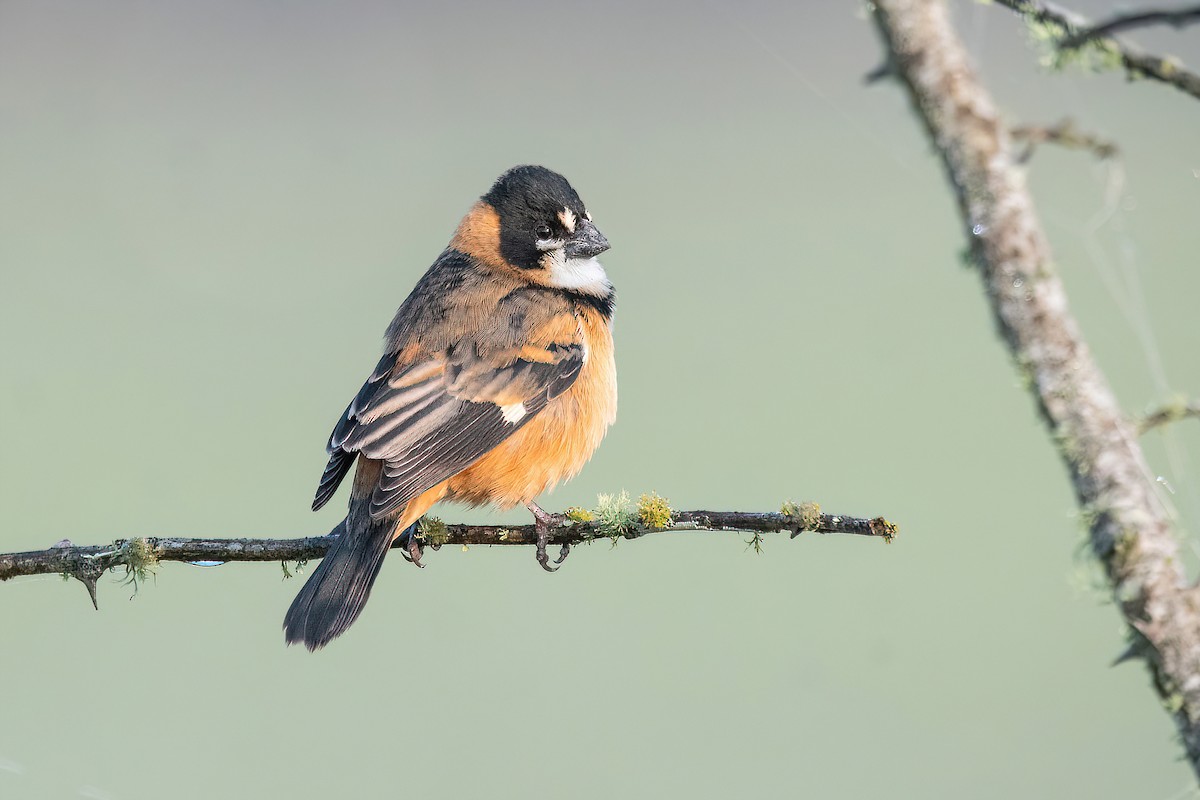 Rusty-collared Seedeater - ML623524182