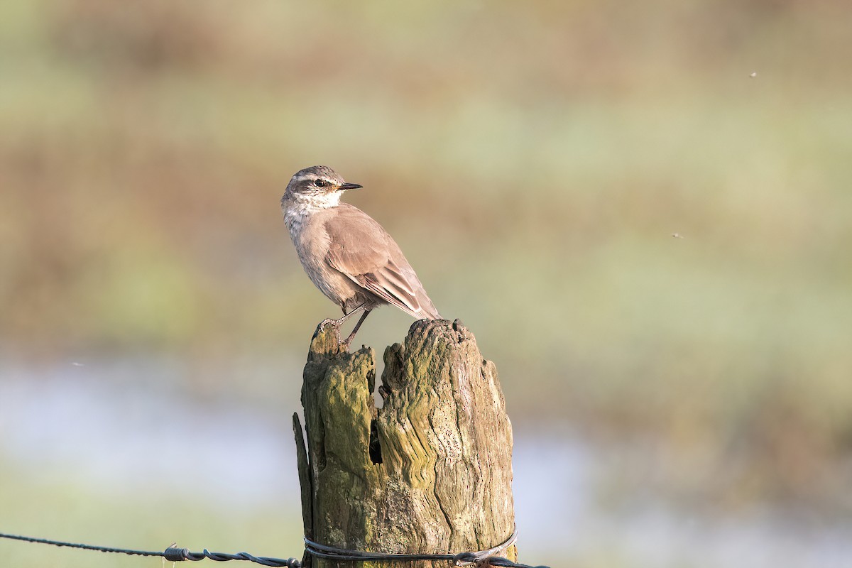 Buff-winged Cinclodes - ML623524184