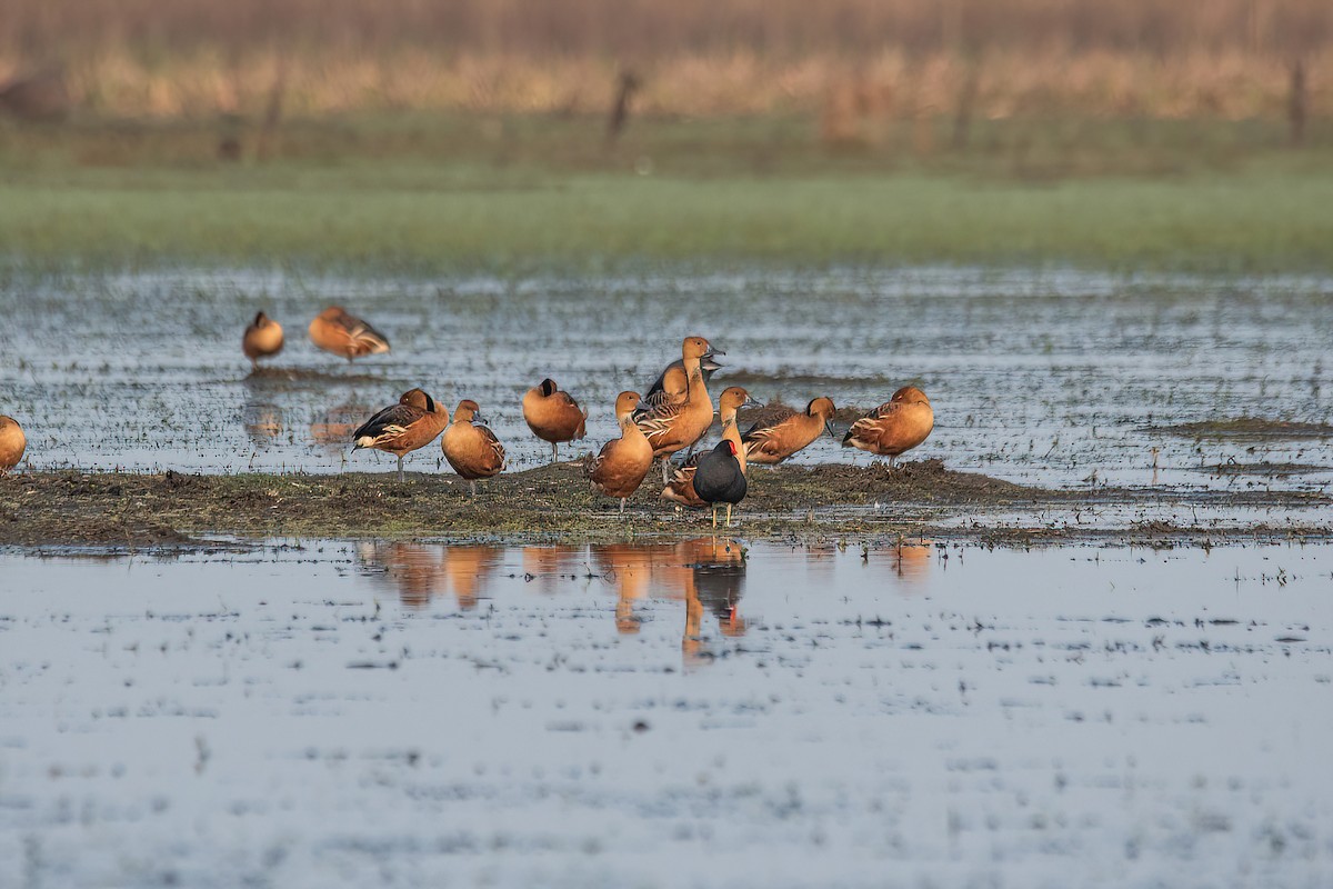 Fulvous Whistling-Duck - ML623524196