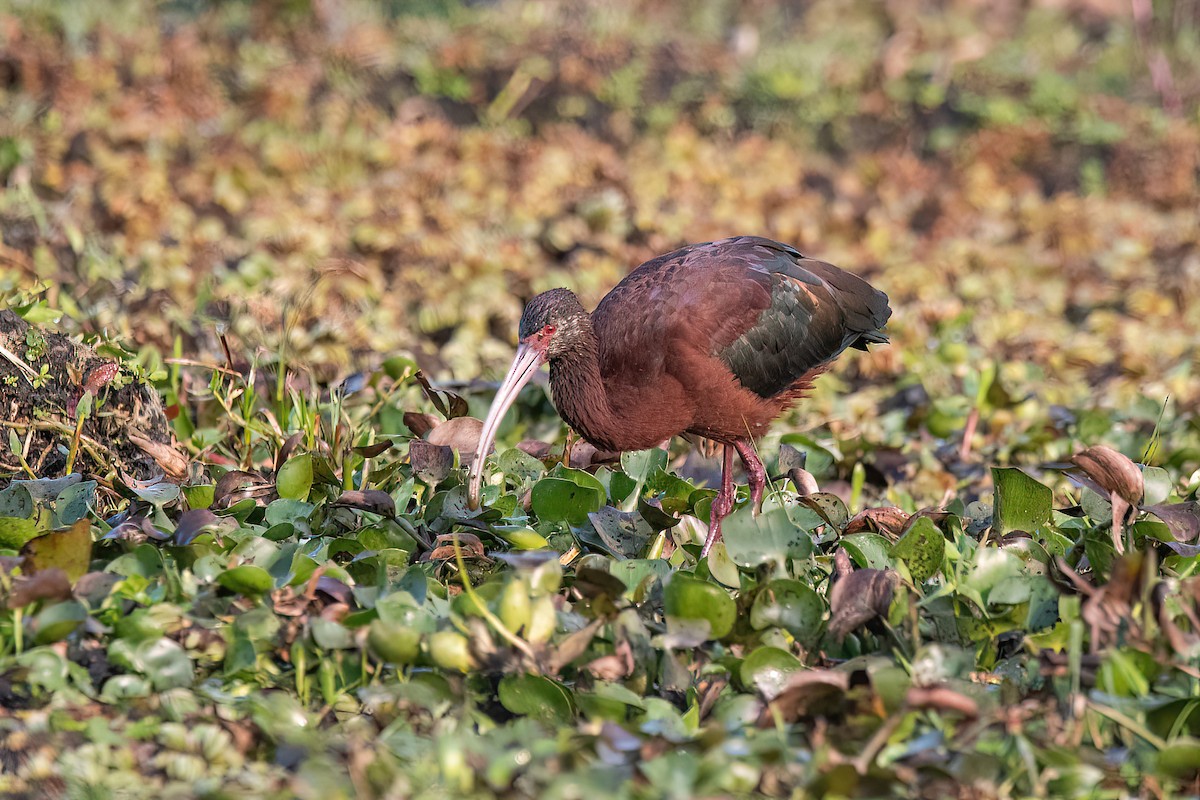 White-faced Ibis - ML623524209