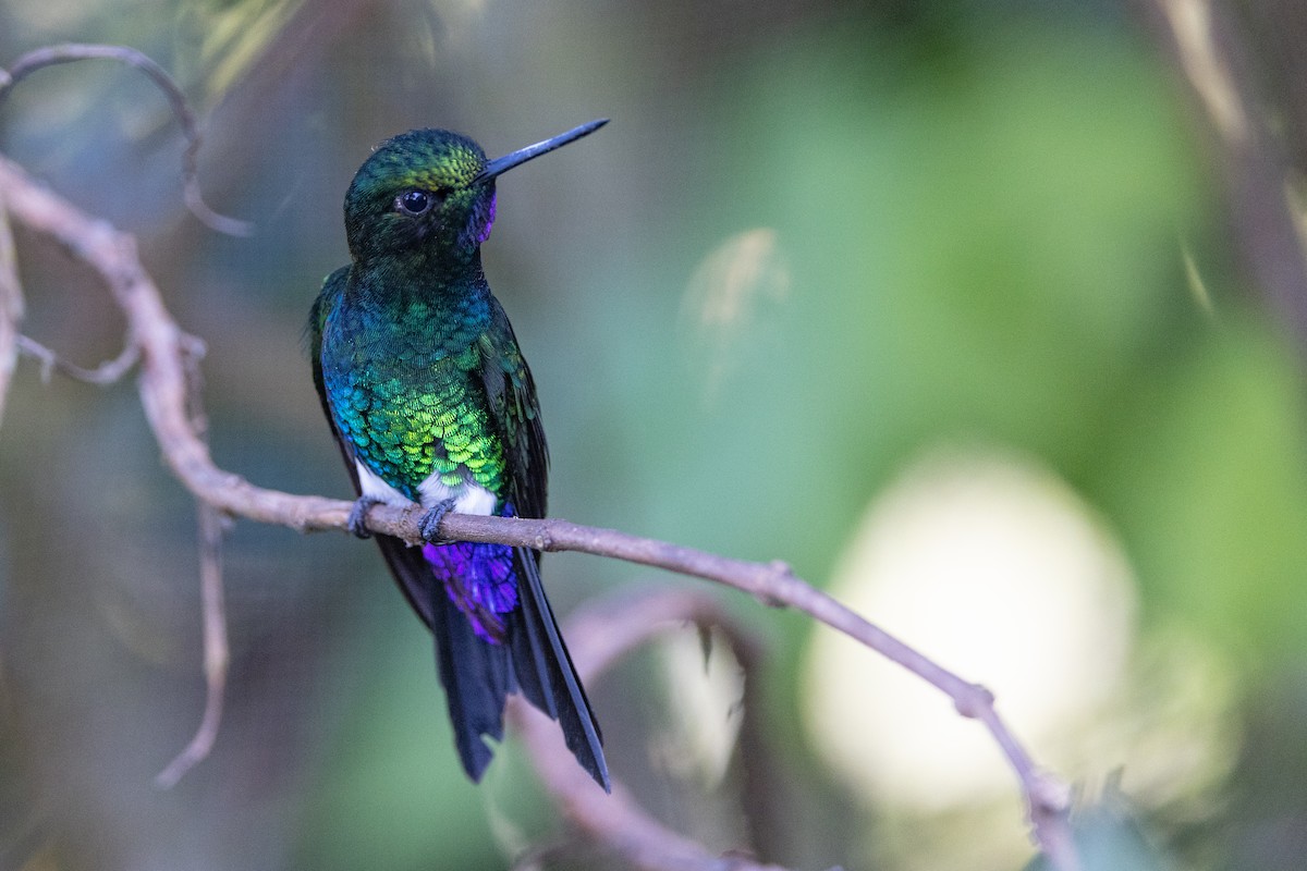 Blue-throated Starfrontlet - ML623524215