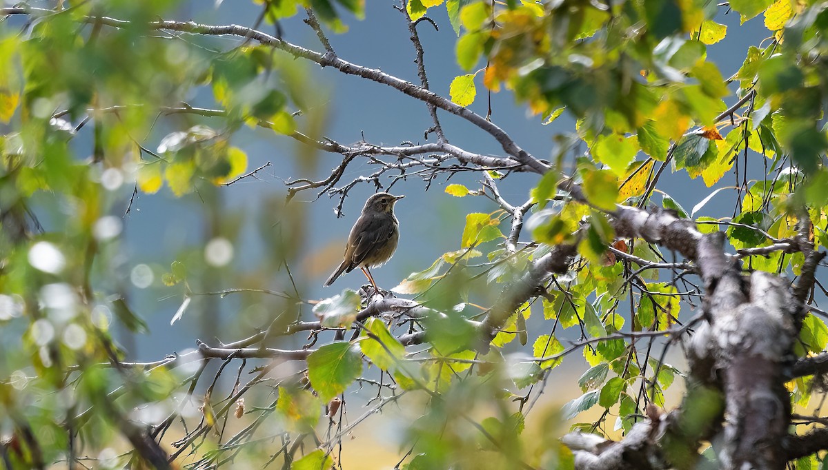 Blaukehlchen (Rotsterniges) - ML623524224