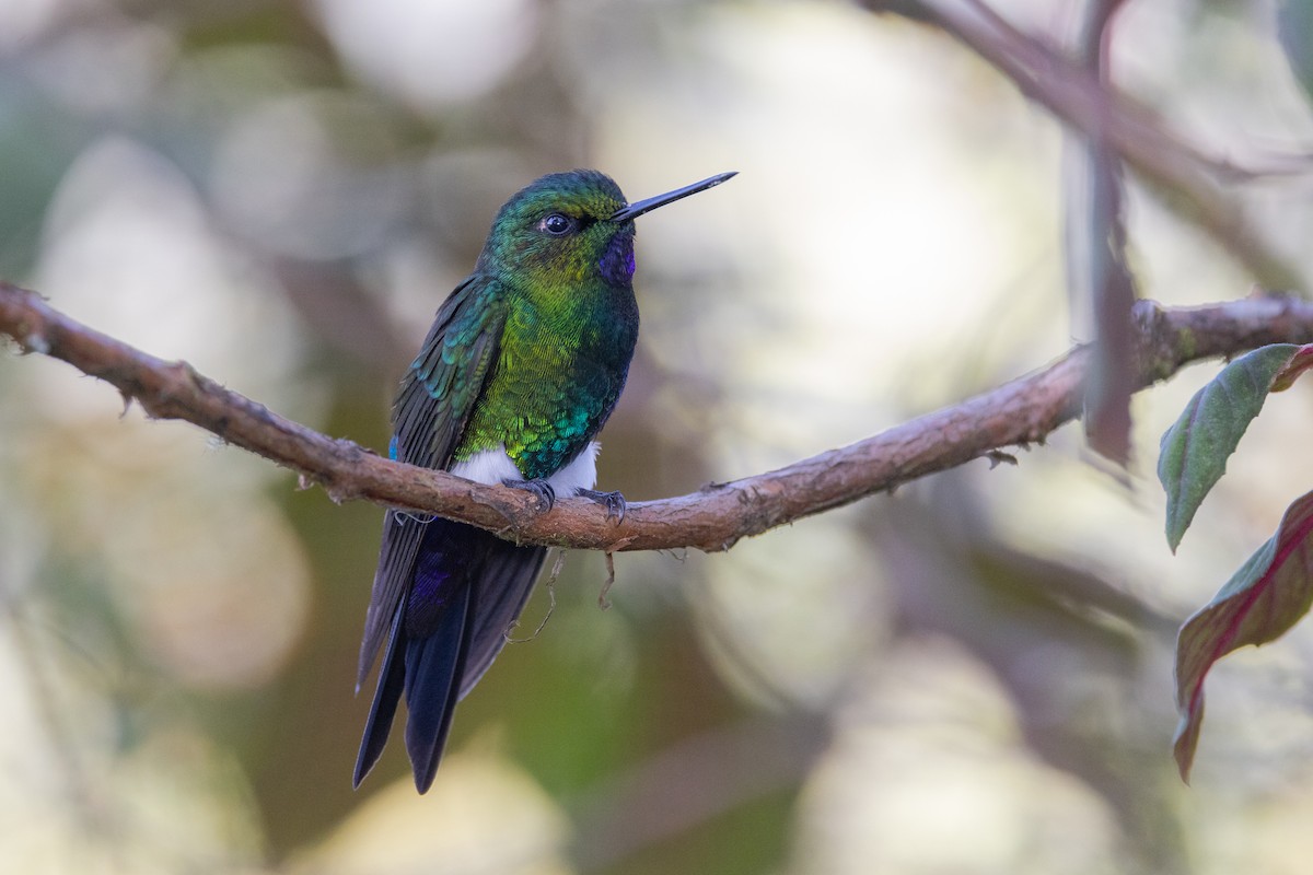 Glowing Puffleg - ML623524248