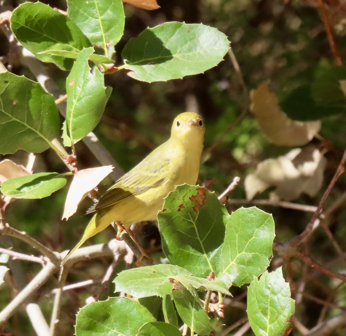 Yellow Warbler - ML623524287