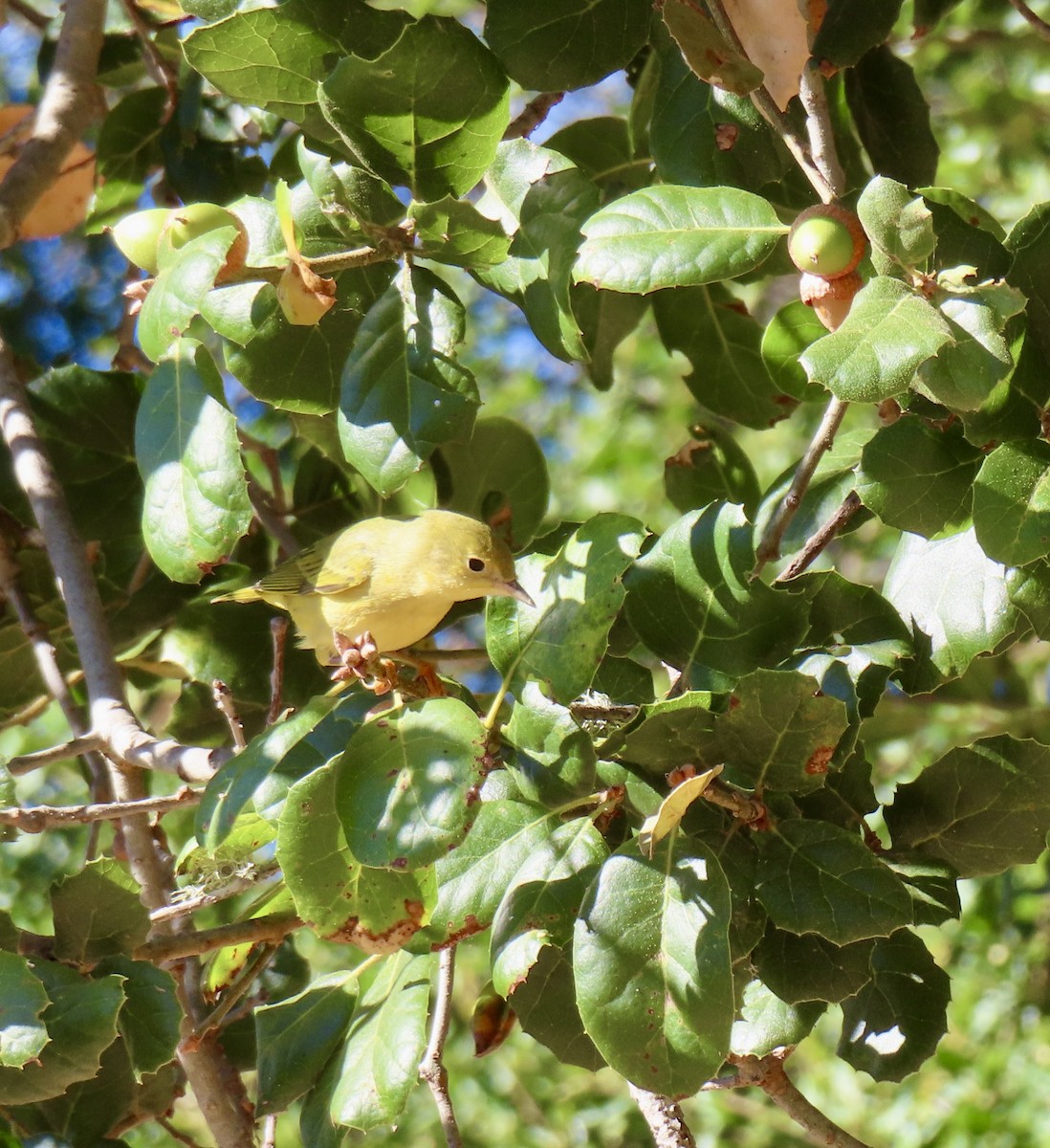 Yellow Warbler - ML623524289