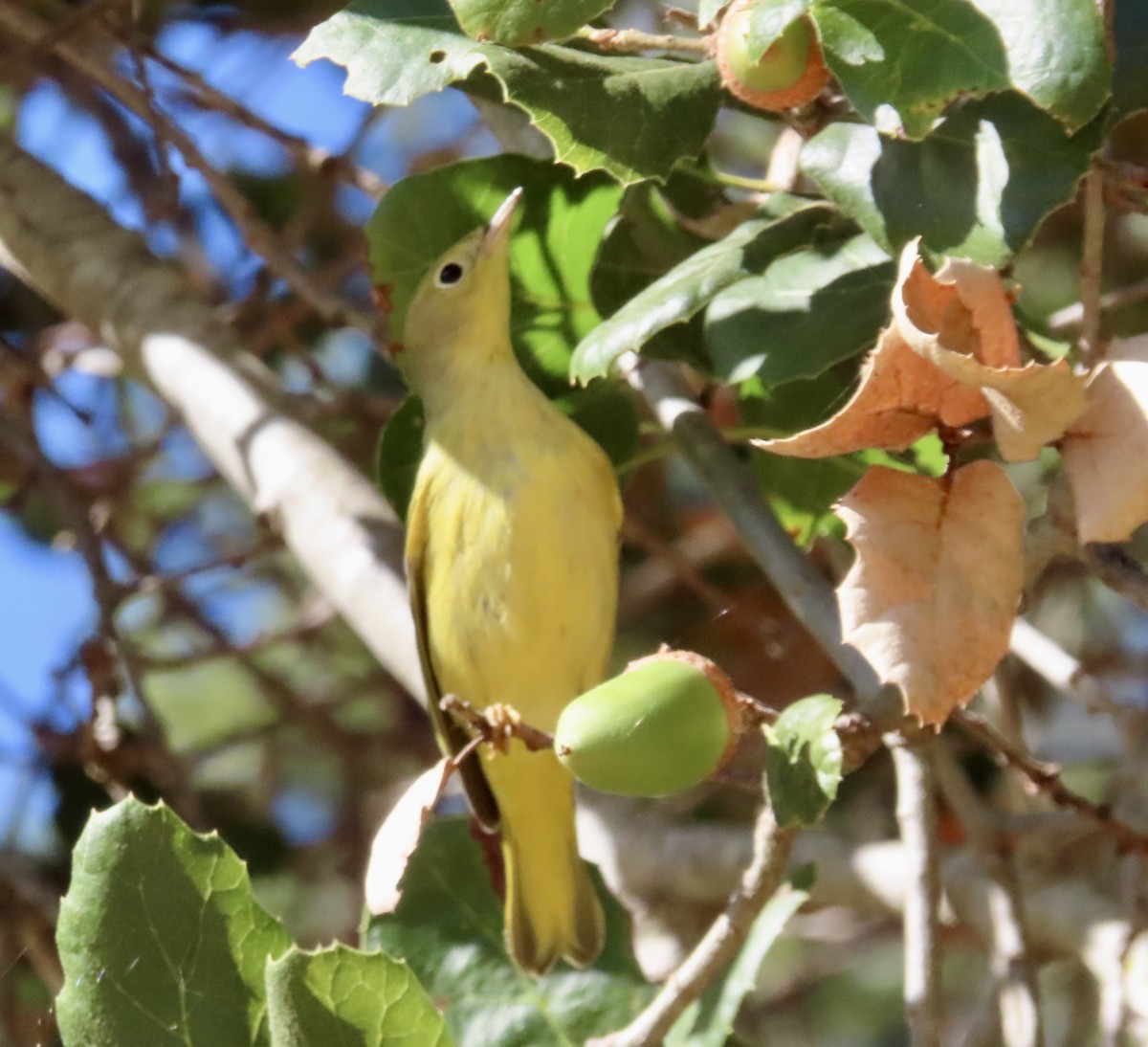 Yellow Warbler - ML623524290