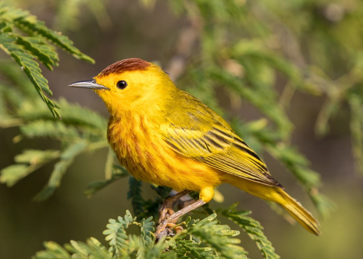 Yellow Warbler (Golden) - ML623524361