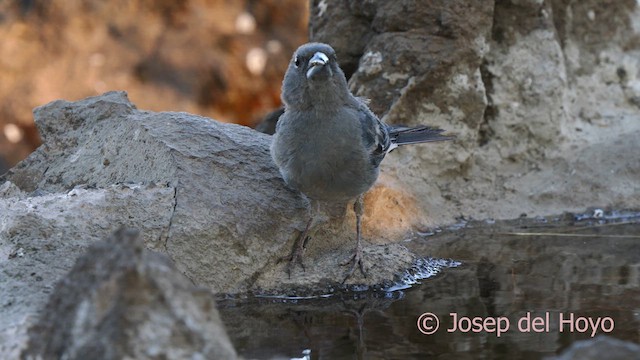 Tenerife Blue Chaffinch - ML623524362