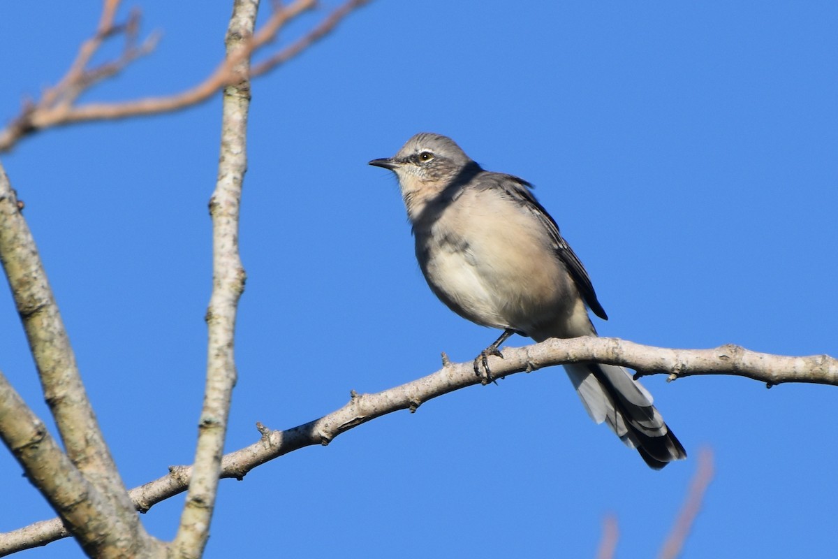 Northern Mockingbird - ML623524392