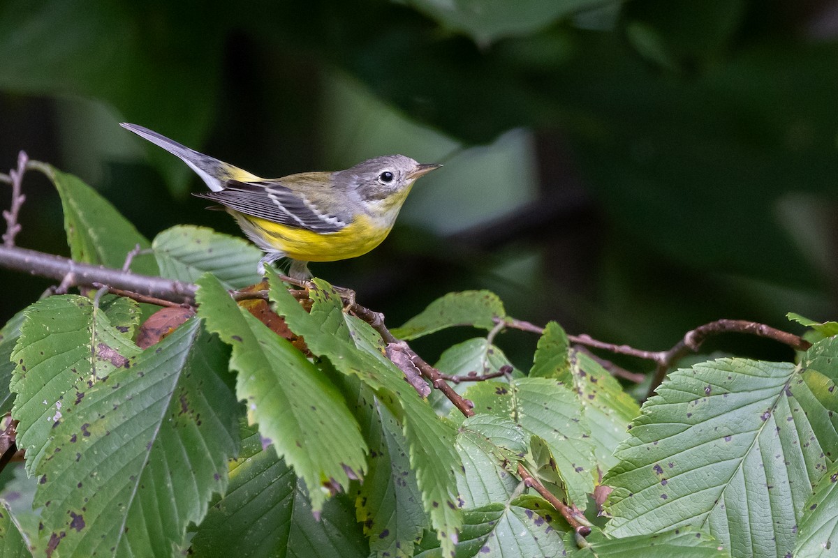 Magnolia Warbler - Baxter Beamer