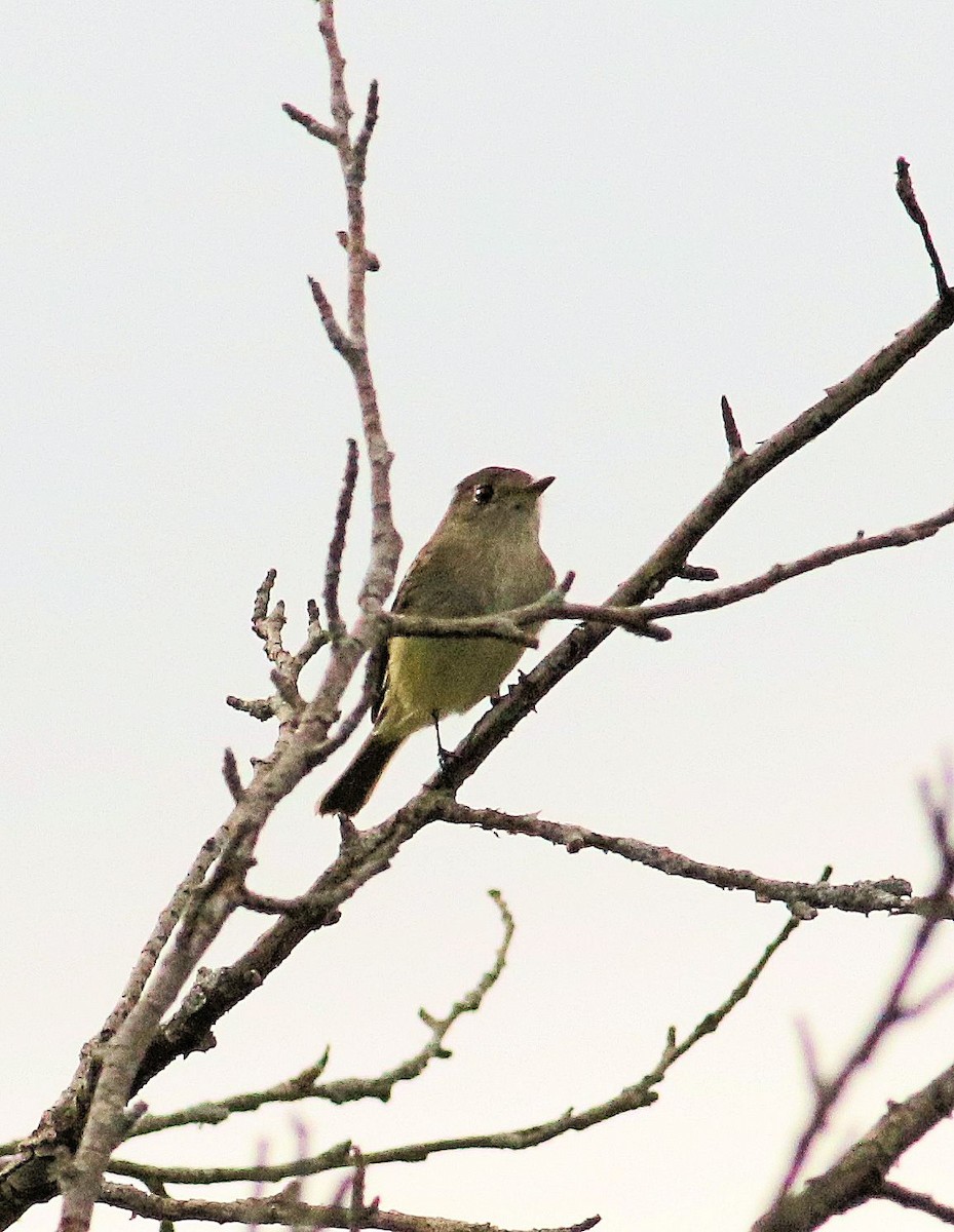 Yellow-bellied Flycatcher - ML623524515