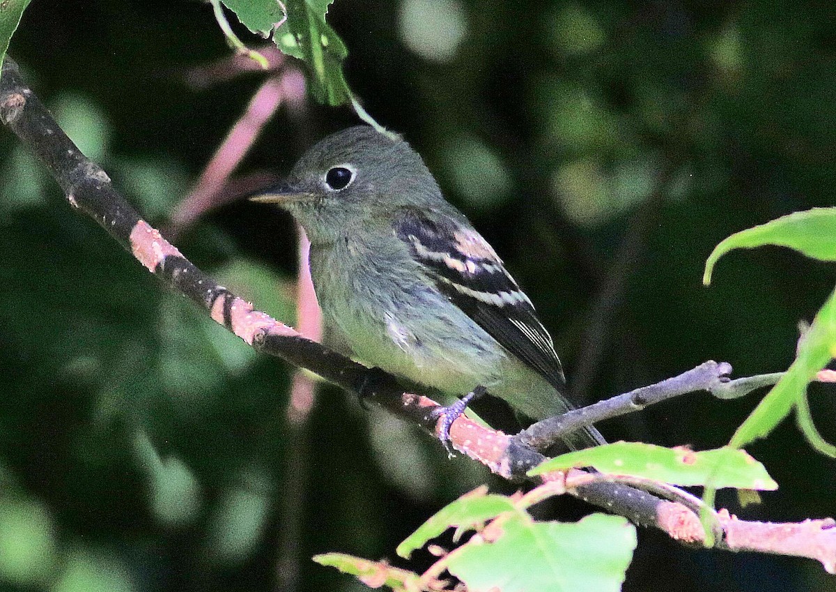 Least Flycatcher - ML623524525