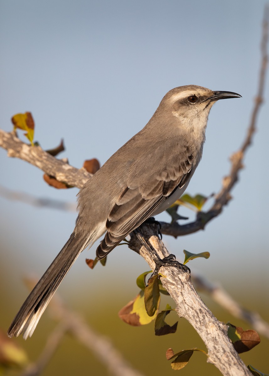 Tropical Mockingbird - ML623524527