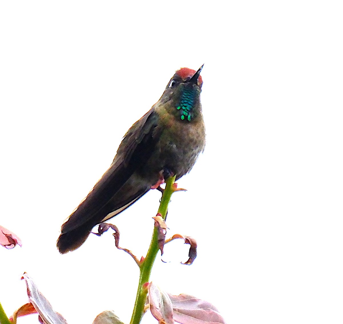 Rufous-capped Thornbill - ML623524537