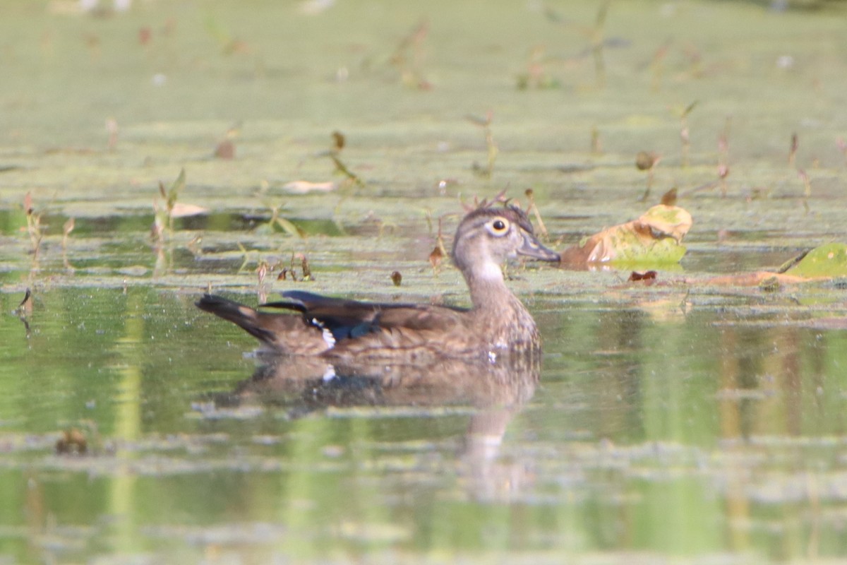 Wood Duck - Sandy C