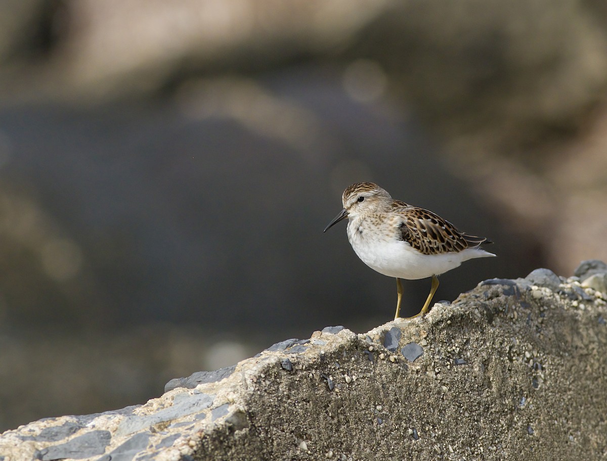 Least Sandpiper - ML623524595