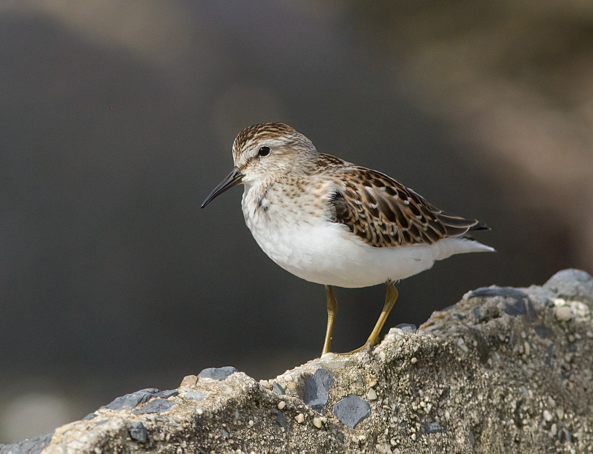 Least Sandpiper - ML623524603