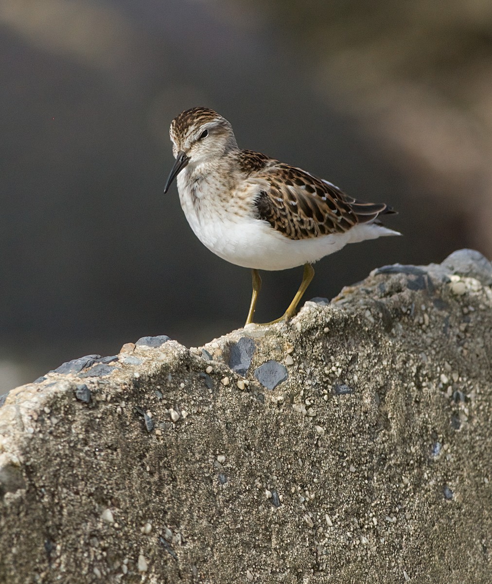 Least Sandpiper - ML623524606