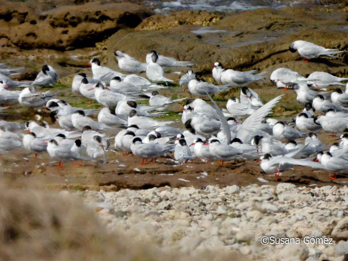 South American Tern - ML623524607