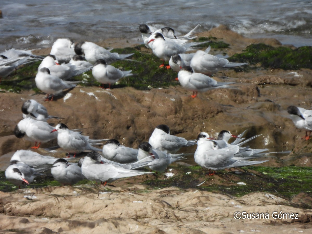 South American Tern - ML623524608