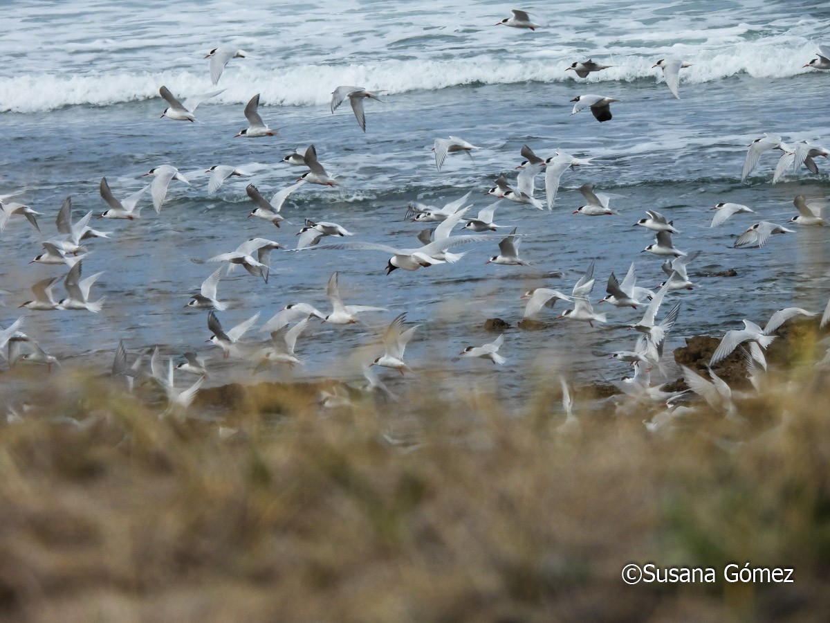 South American Tern - ML623524612