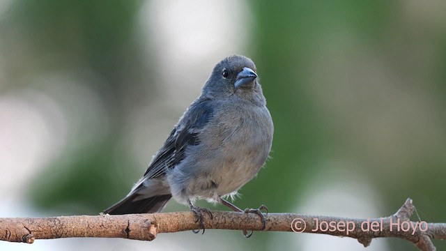 Tenerife Blue Chaffinch - ML623524653