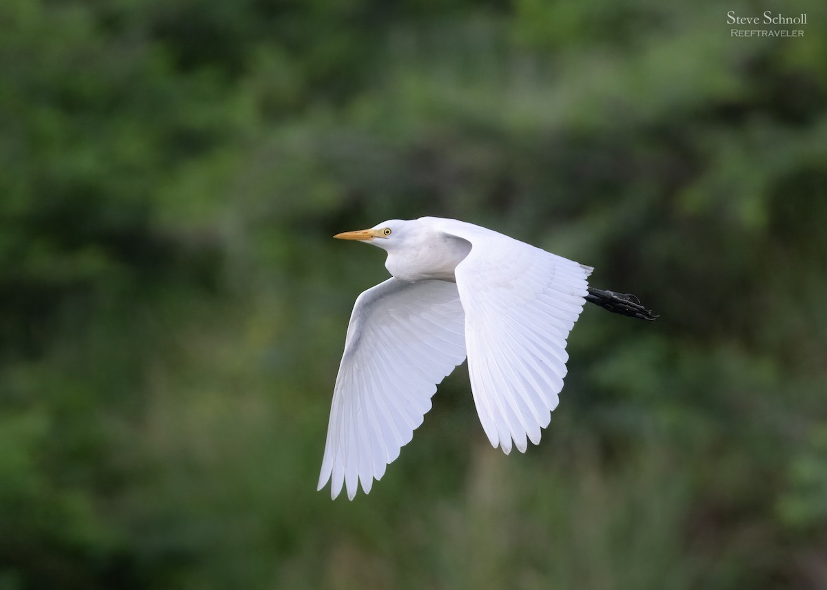 Great Egret - ML623524702