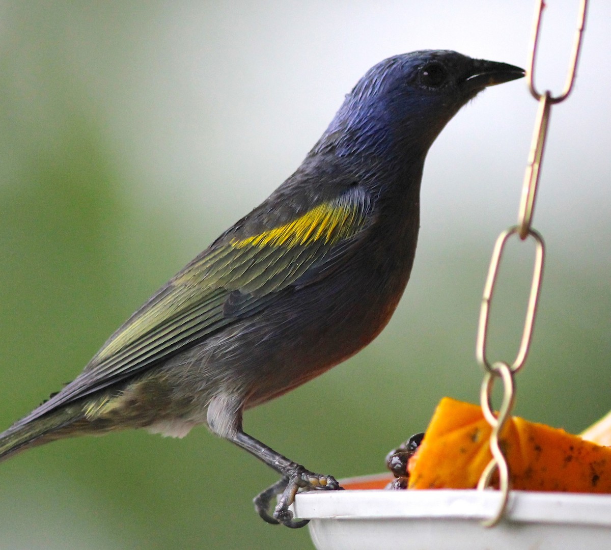 Golden-chevroned Tanager - Dave Czaplak