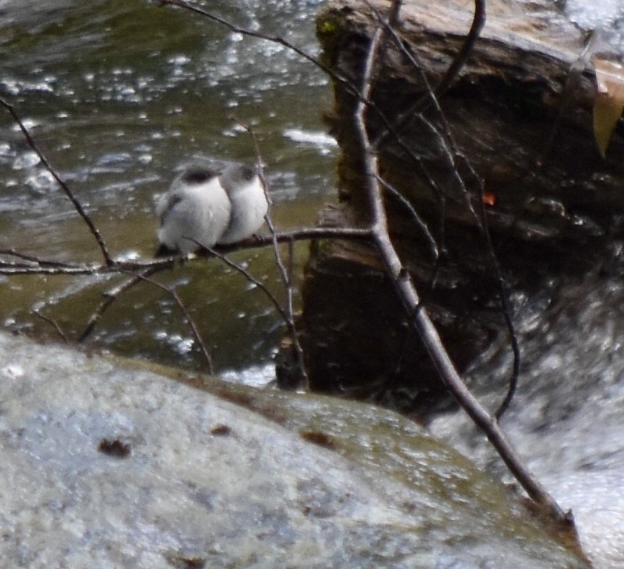 Torrent Tyrannulet - ML623524711