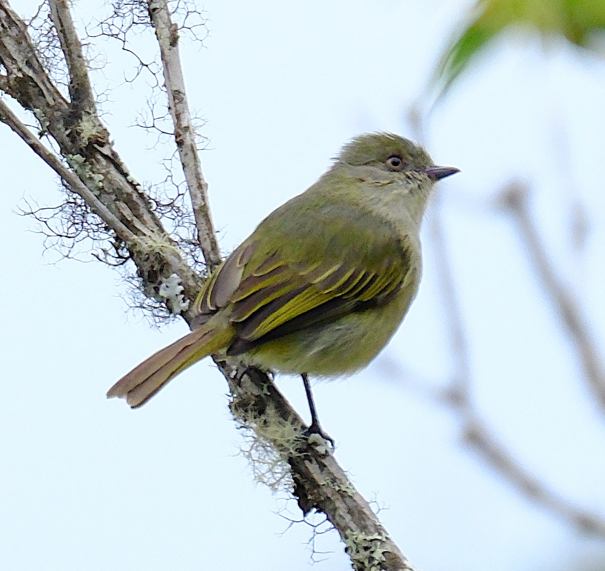 Bolivian Tyrannulet - ML623524768