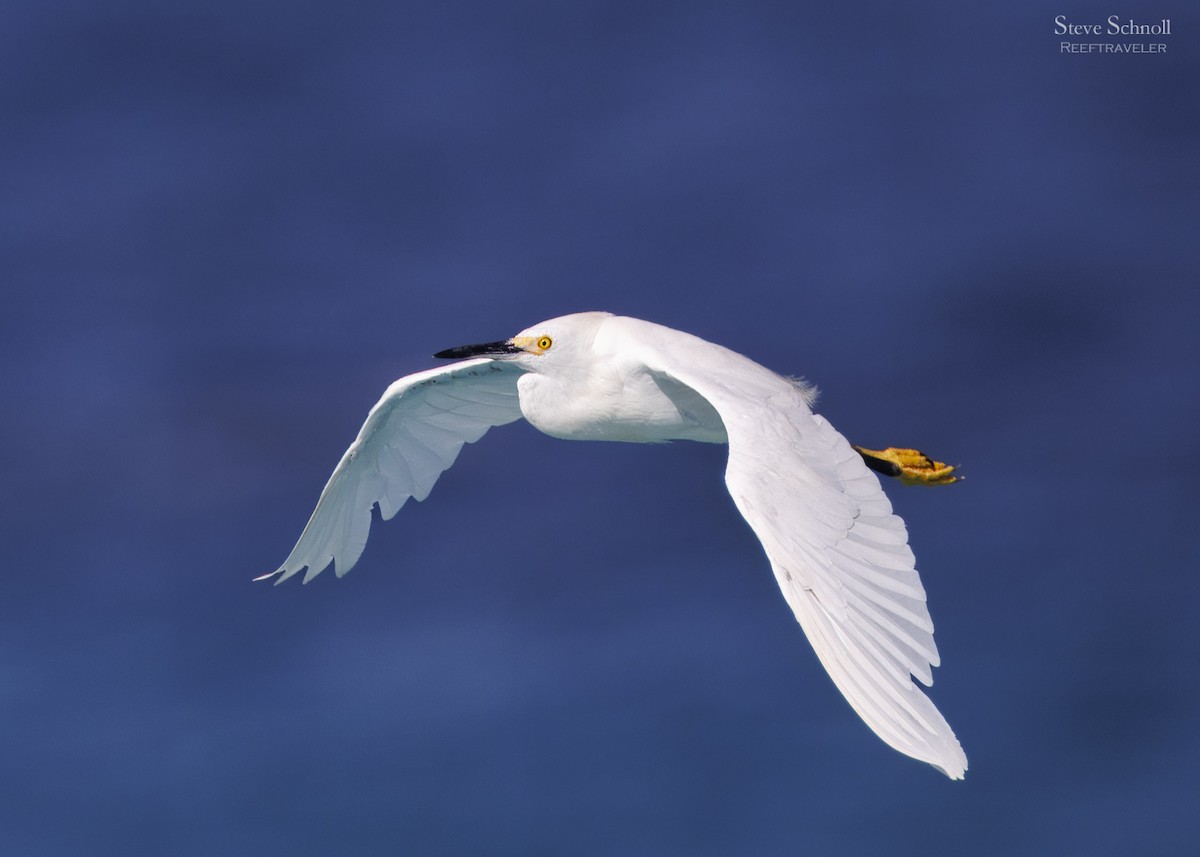 Snowy Egret - Steve Schnoll