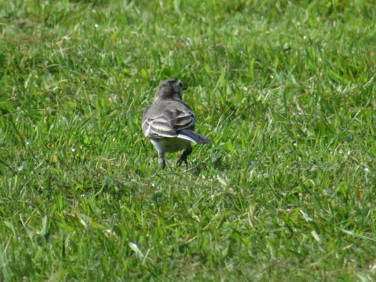 White Wagtail - Joanne Feldman