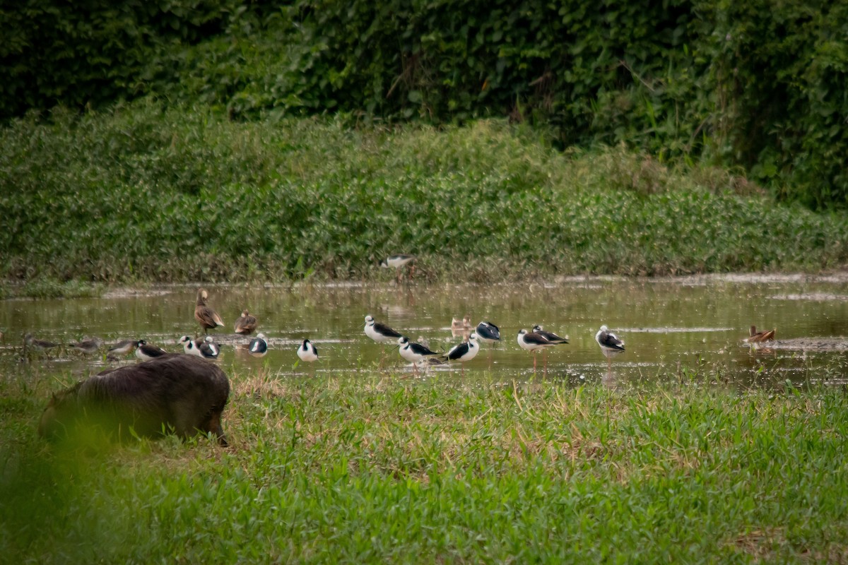 Schwarznacken-Stelzenläufer - ML623524854