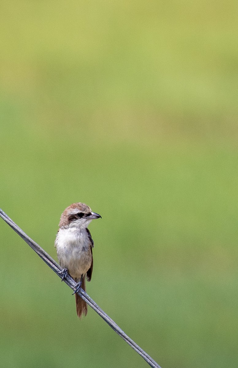 Brown Shrike (Philippine) - ML623524861