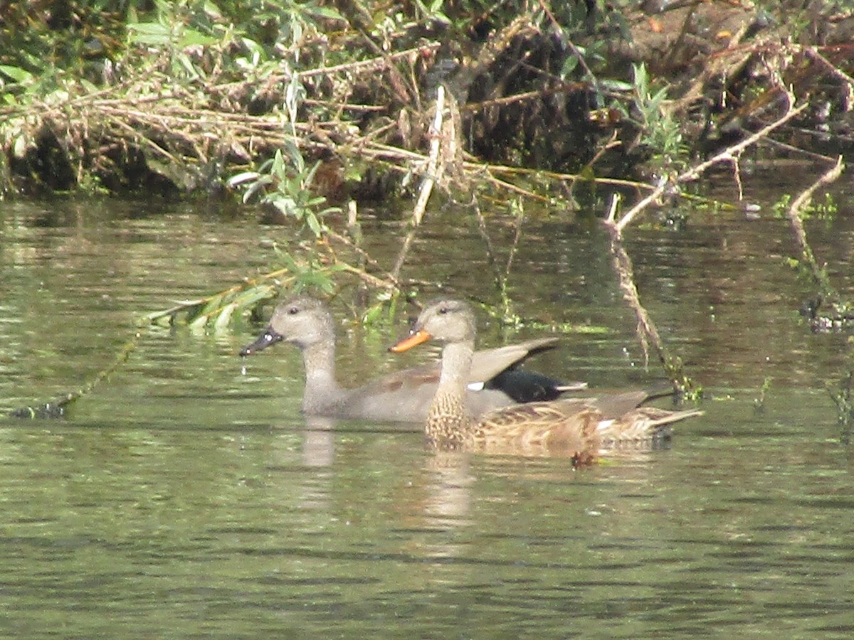 Бор нугас - ML623524866