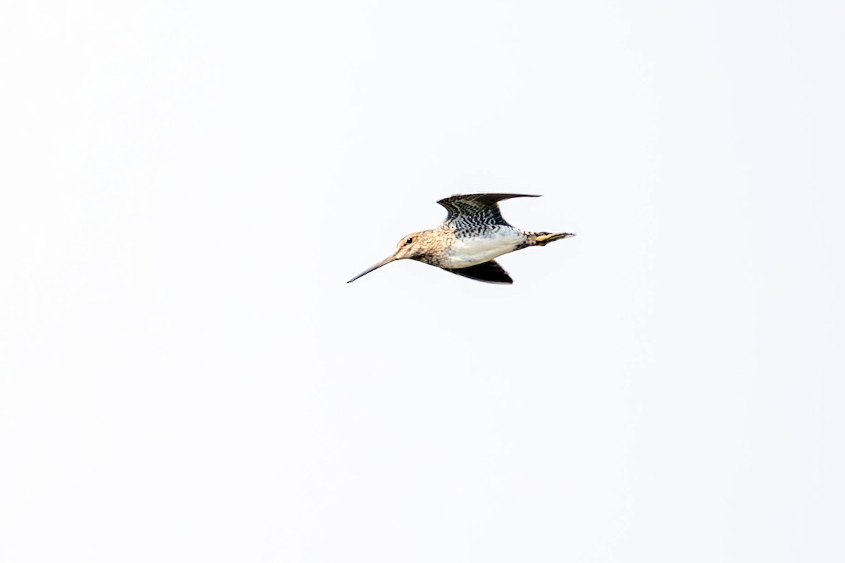 Pantanal Snipe - ML623524877