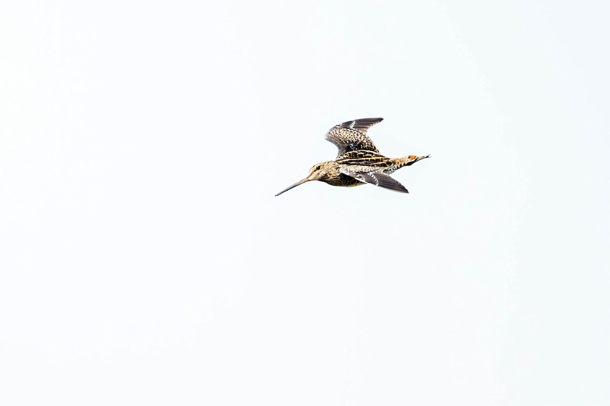 Pantanal Snipe - ML623524891