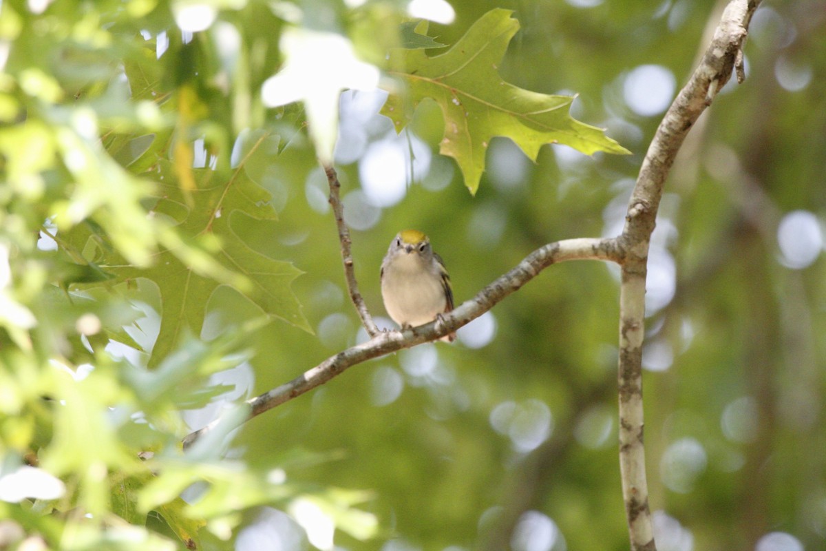 Chestnut-sided Warbler - ML623524894