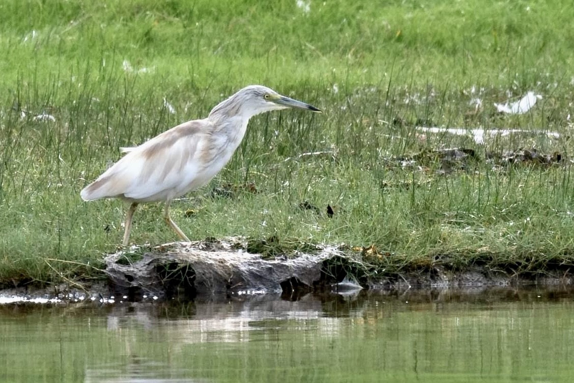 Squacco Heron - ML623524899