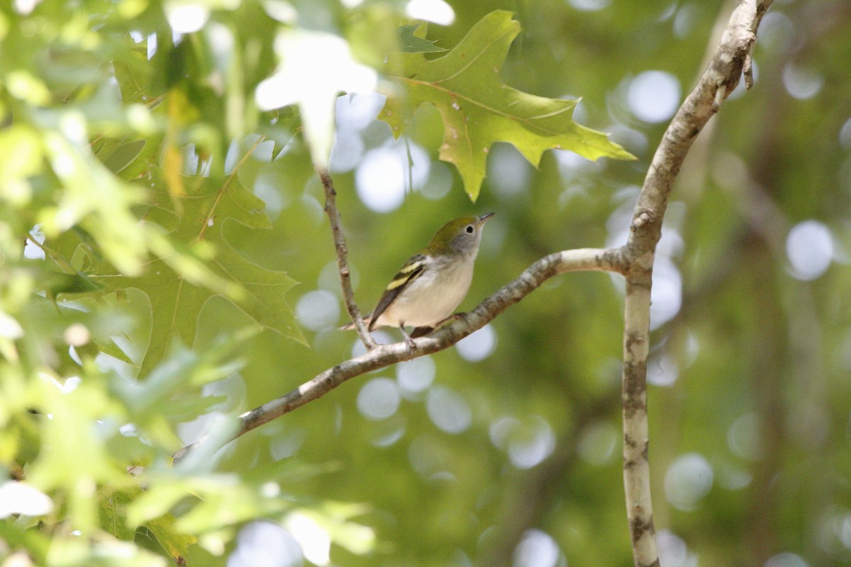 Chestnut-sided Warbler - ML623524908
