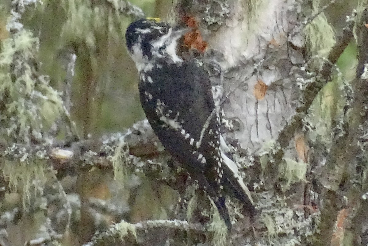 American Three-toed Woodpecker - John Winton