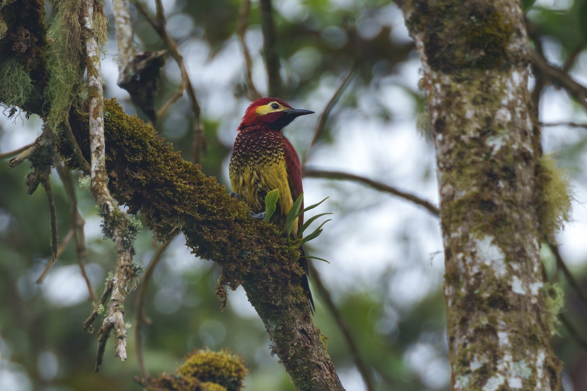 Crimson-mantled Woodpecker - Jeff Hapeman