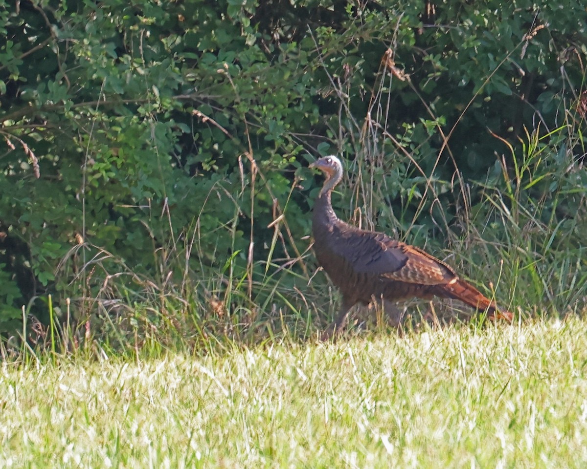 Wild Turkey - ML623524948