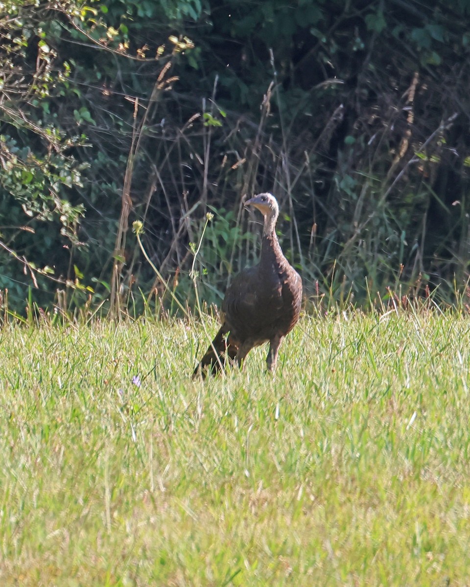 Wild Turkey - ML623524949