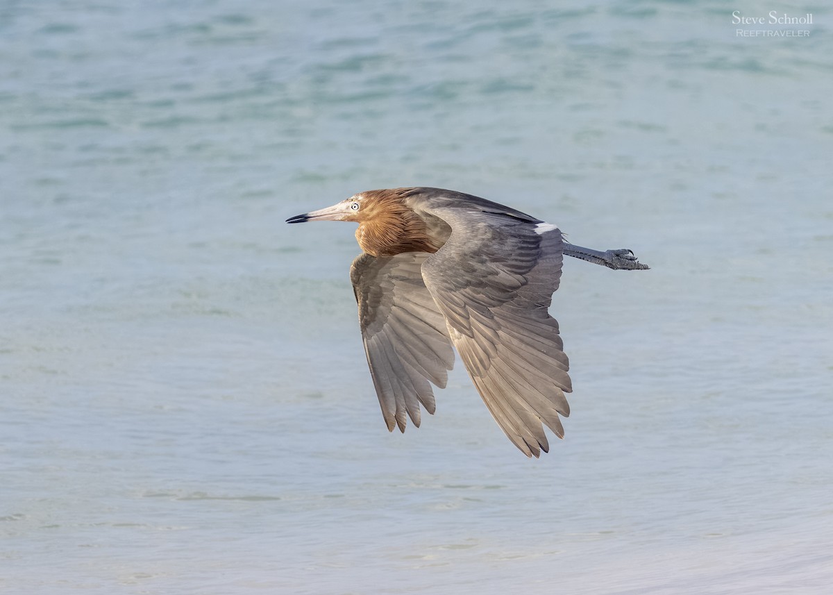 Reddish Egret - ML623524974