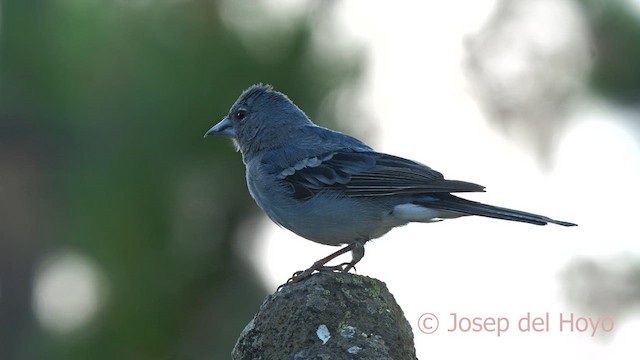 Tenerife Blue Chaffinch - ML623524976