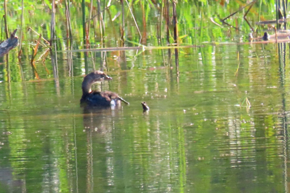 Pied-billed Grebe - ML623524979