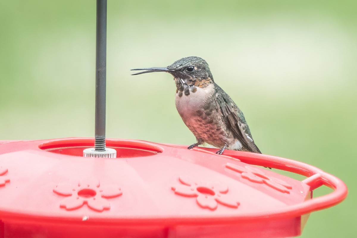 Ruby-throated Hummingbird - ML623524993