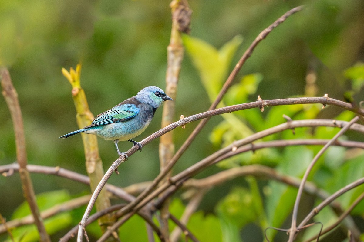 Masked Tanager - ML623525035