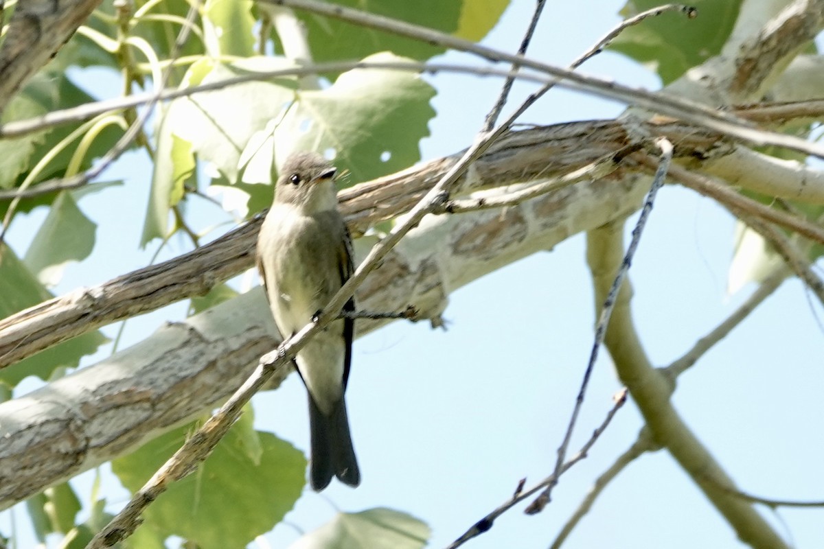 Empidonax sp. - ML623525048